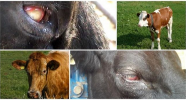 Příznaky a biologie rozvoje thelaziózy u skotu, léčba a prevence